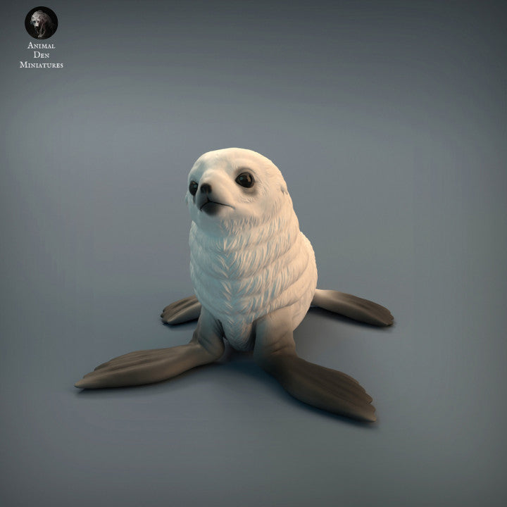 Seal Pup