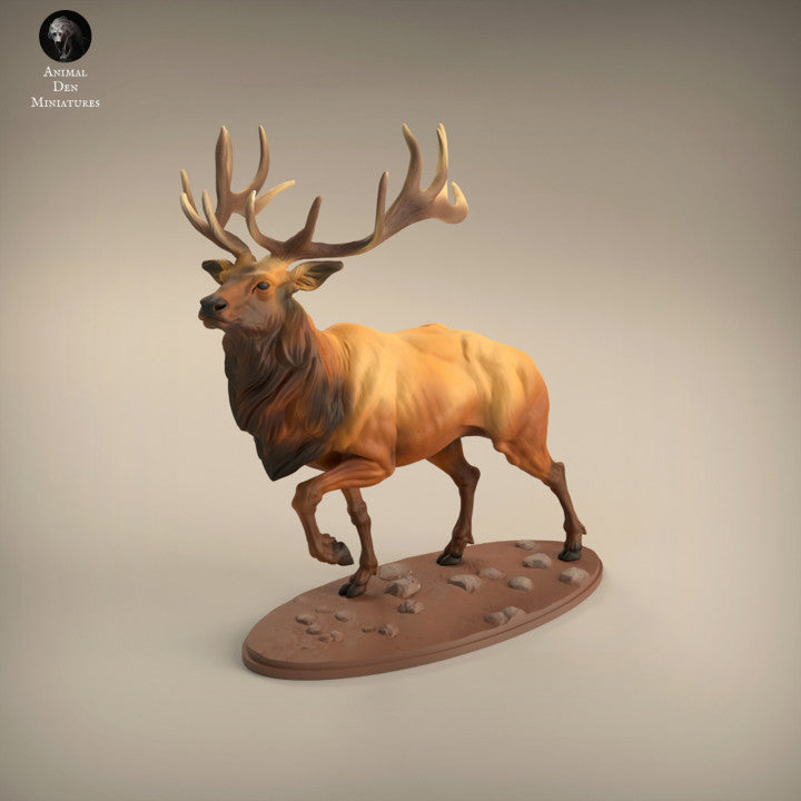 Elk