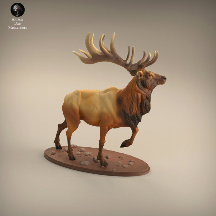 Elk