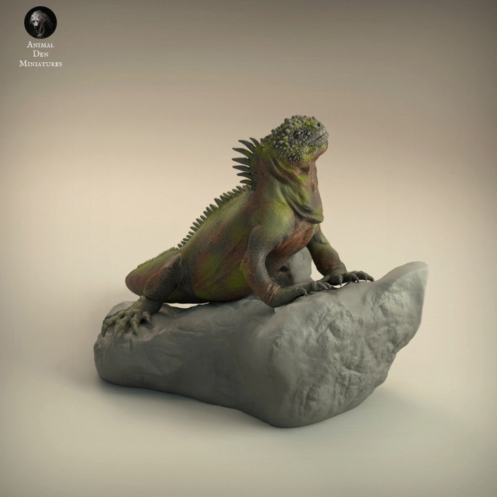 Marine Iguana