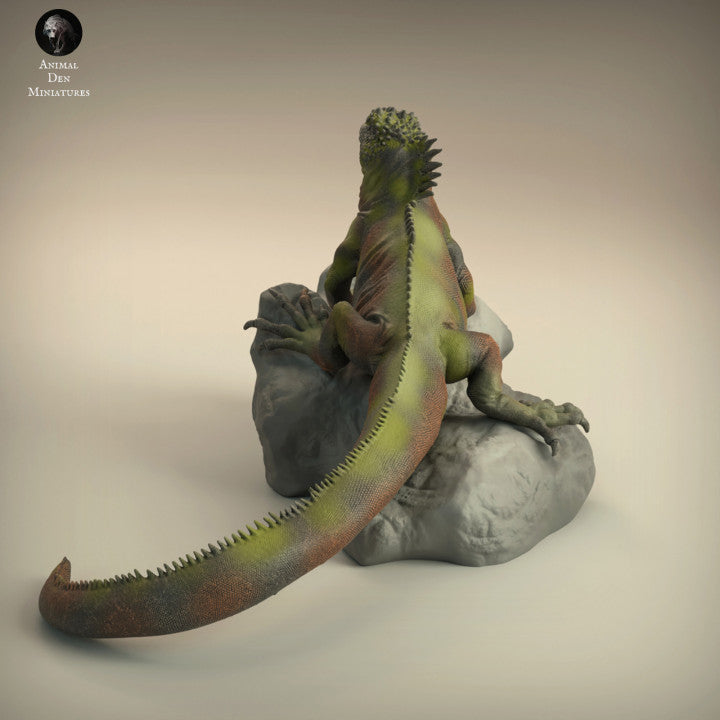 Marine Iguana