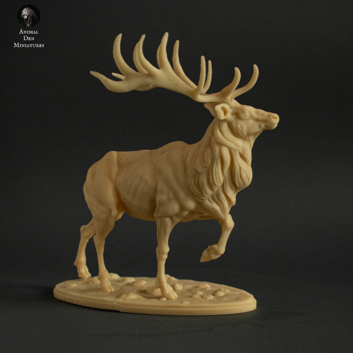 Elk