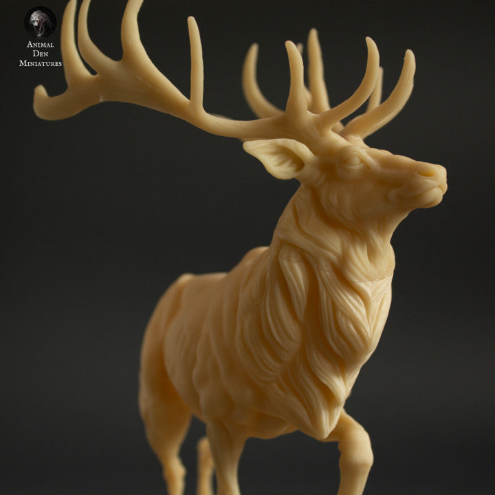 Elk