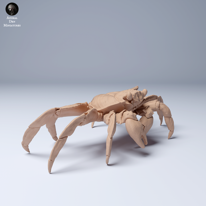 Sally Lightfoot Crab