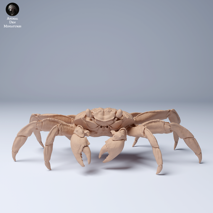 Sally Lightfoot Crab