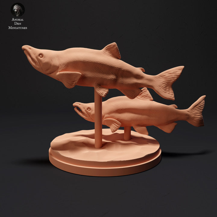 Sockeye Salmon