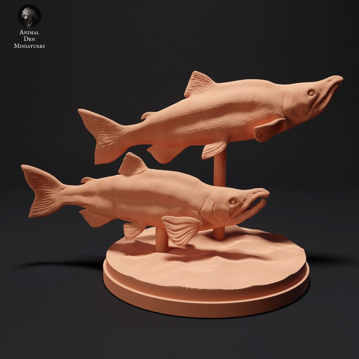 Sockeye Salmon