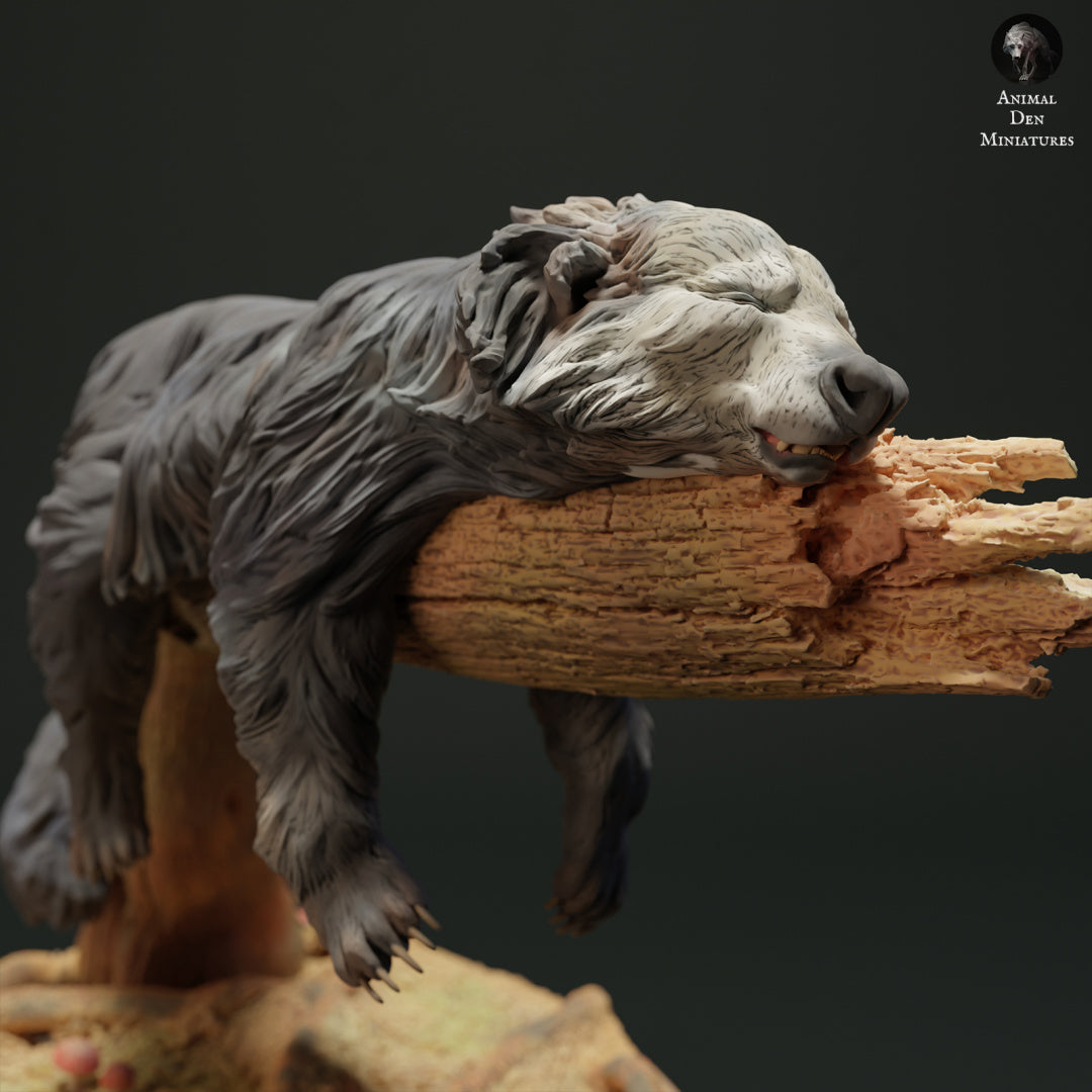 Binturong Sleeping