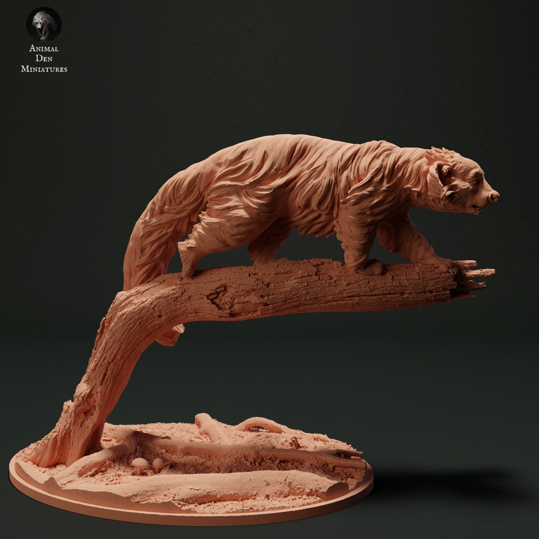 Binturong - Bear Cat