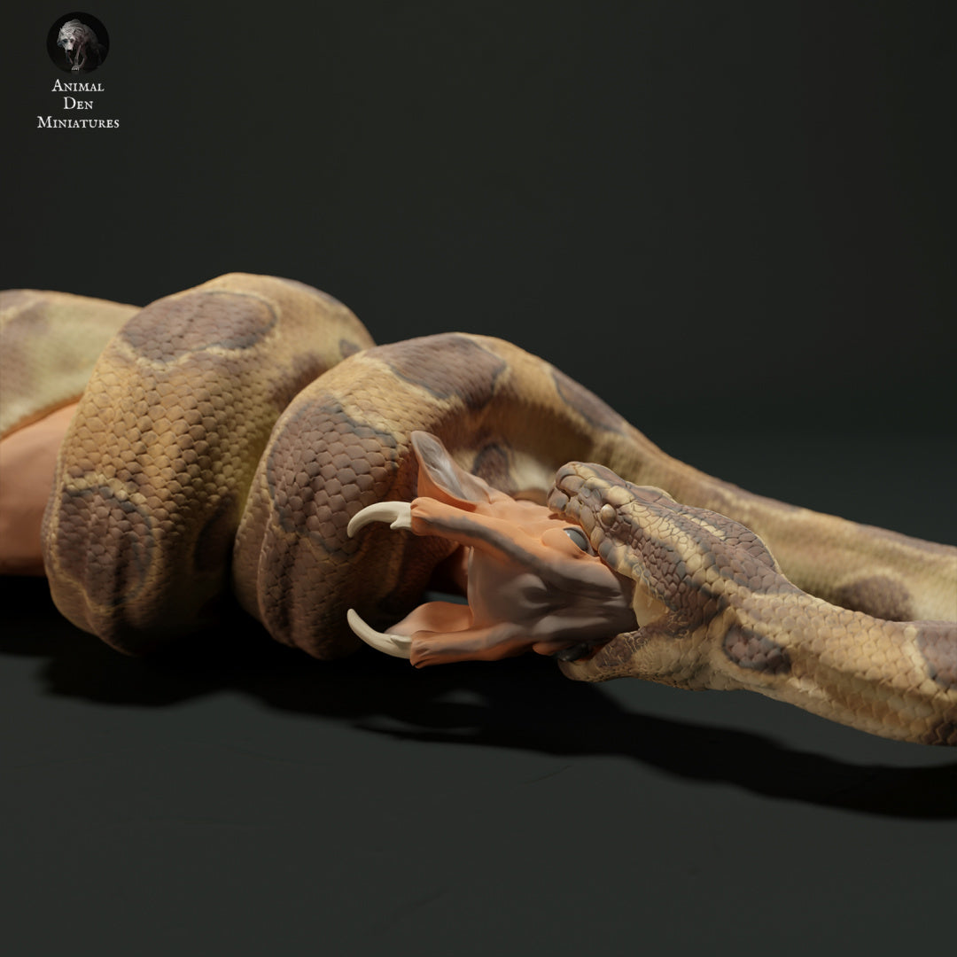 Burmese Python eating a Muntjac Deer