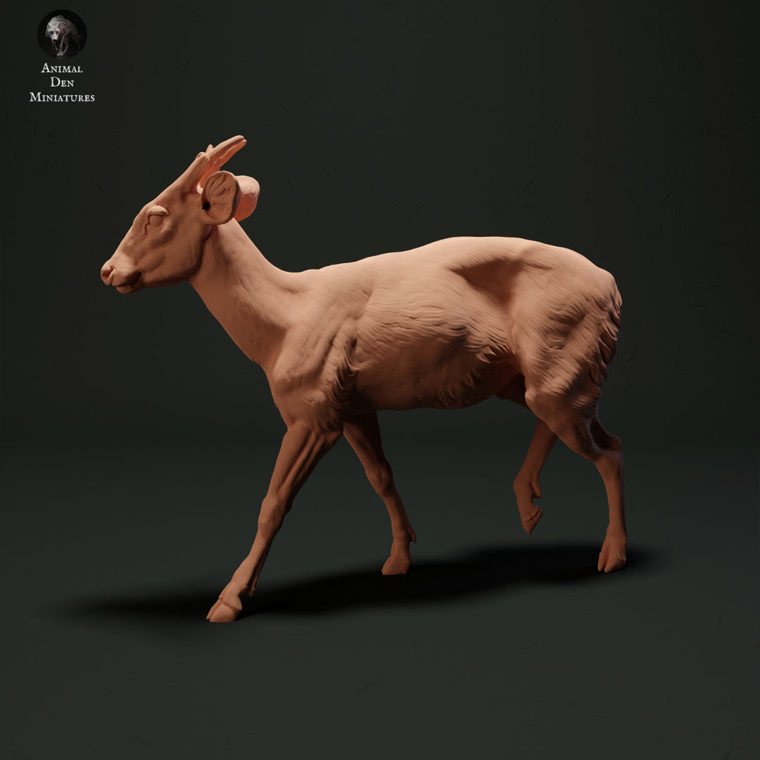Muntjac Deer