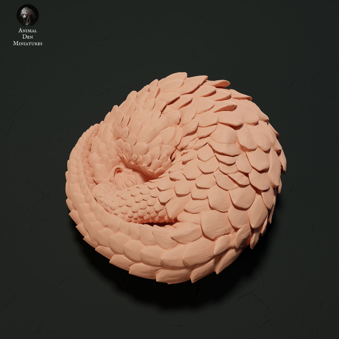 Sunda Pangolin Curled Up