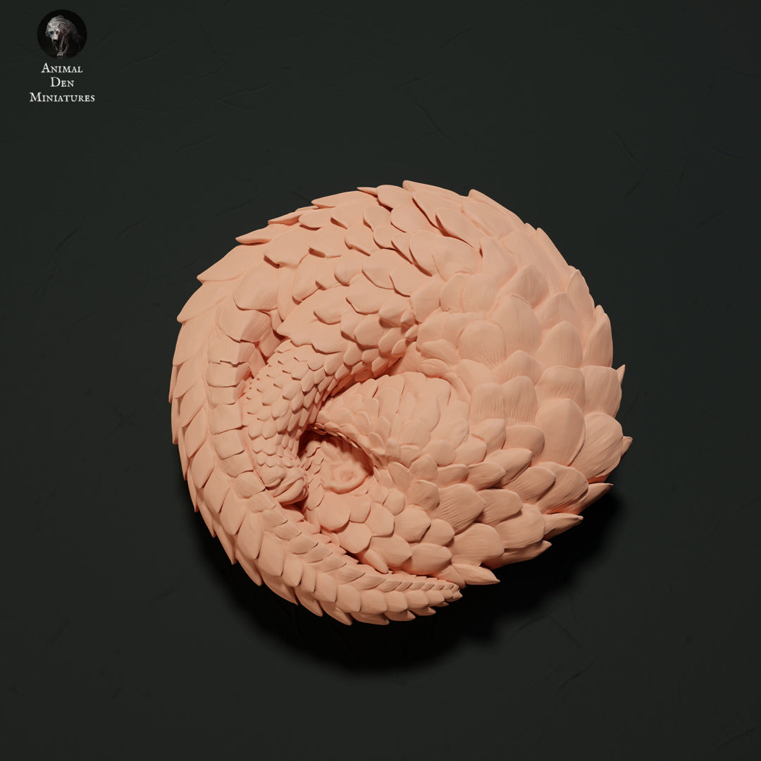 Sunda Pangolin Curled Up