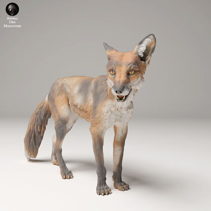 Red Fox
