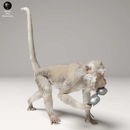 Crab eating Macaque steals Glasses