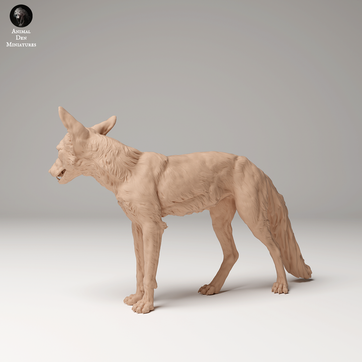 Red Fox