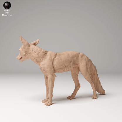 Red Fox