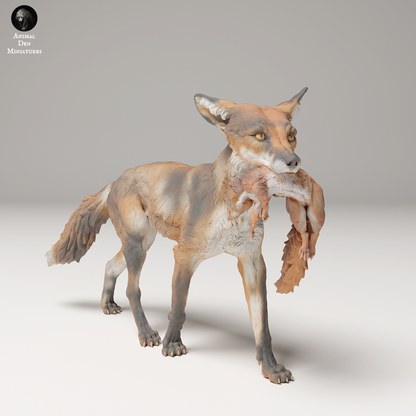 Red Fox holding a Squirrel