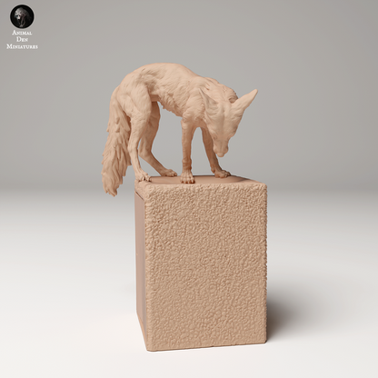 Red Fox on Trash