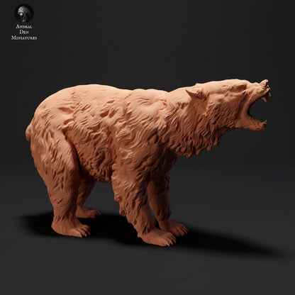 Black Bear Angry