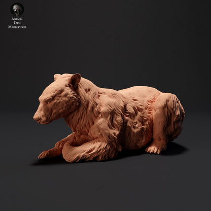 Black Bear Lying