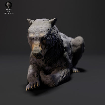 Black Bear Lying