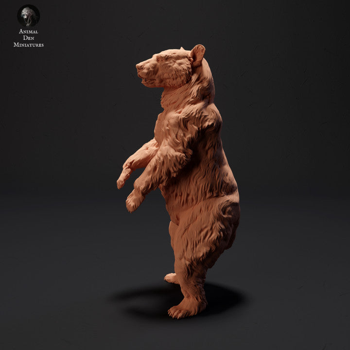 Black Bear Standing