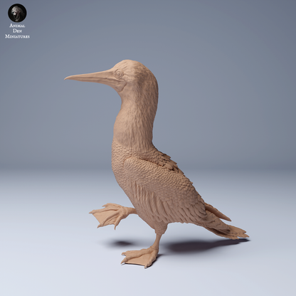 Blue Footed Booby Walking