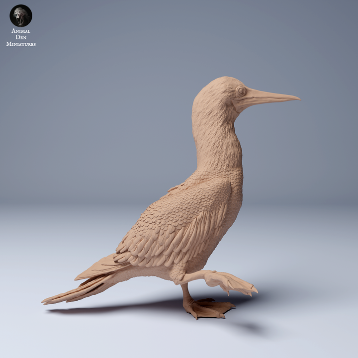 Blue Footed Booby Walking