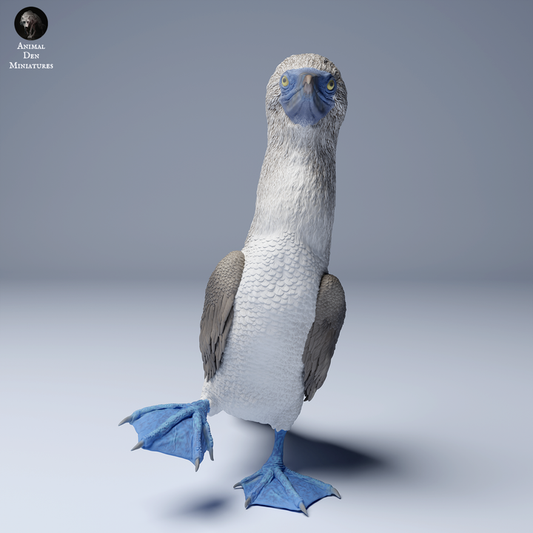 Blue Footed Booby Walking