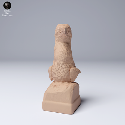 Blue Footed Booby Bust