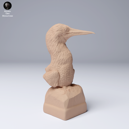 Blue Footed Booby Bust