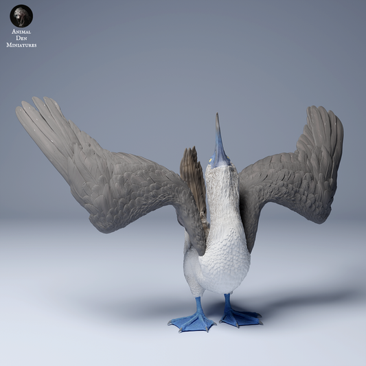 Blue Footed Booby Dance