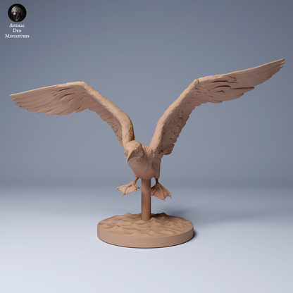 Blue Footed Booby Fly
