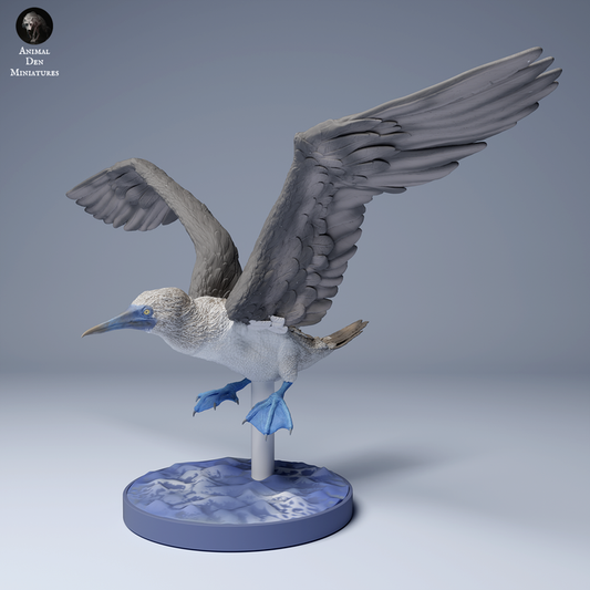 Blue Footed Booby Fly