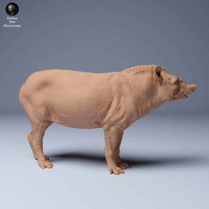 Brazilian tapir (Tapirus terrestris) Male