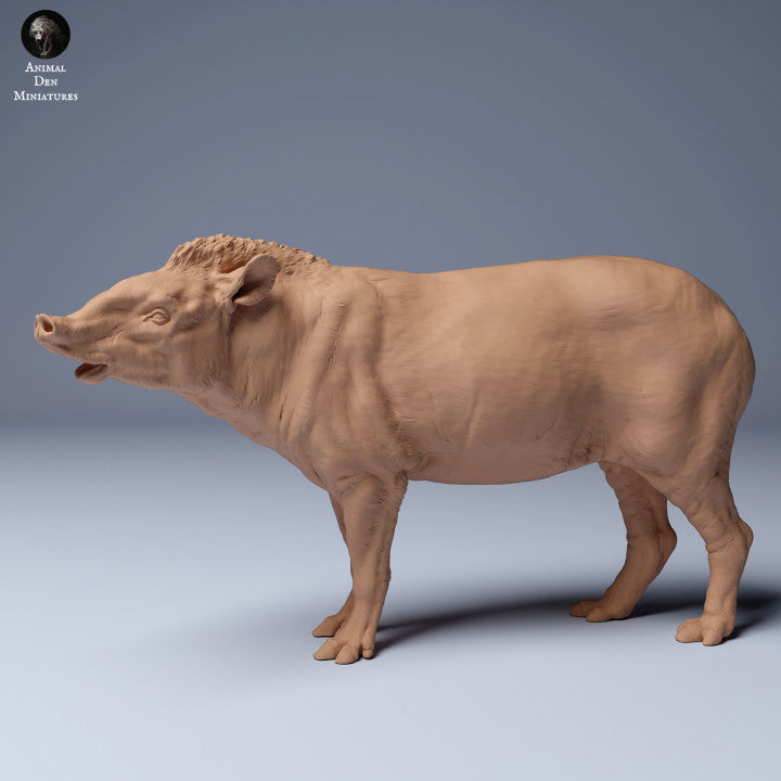 Brazilian tapir (Tapirus terrestris) Male