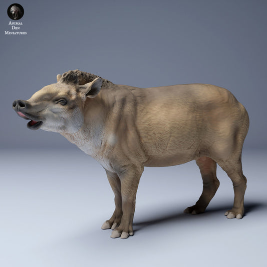 Brazilian tapir (Tapirus terrestris) Male