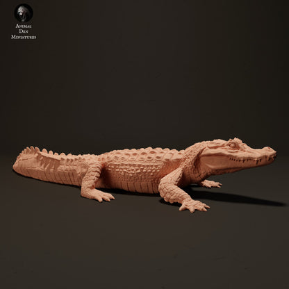 Black Caiman Sunbathing