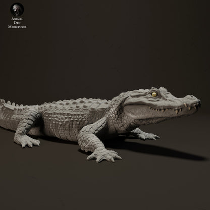 Black Caiman Sunbathing