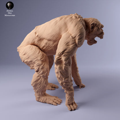 Common Chimpanzee Angry