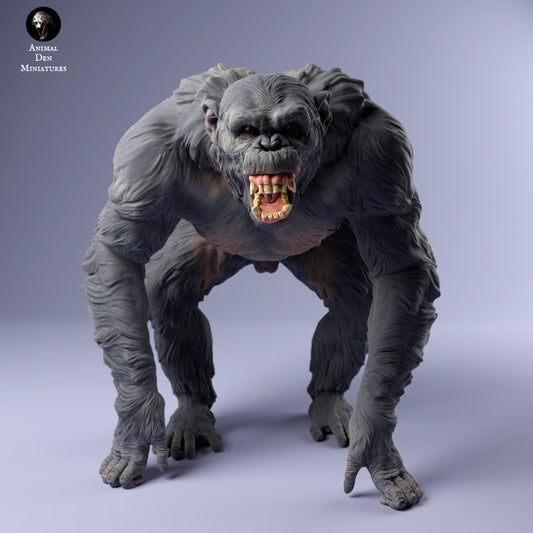 Common Chimpanzee Angry