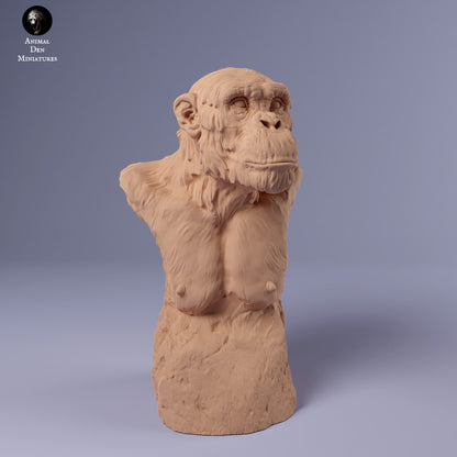Common Chimpanzee Bust
