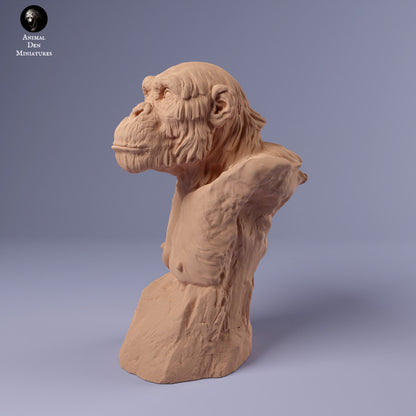 Common Chimpanzee Bust