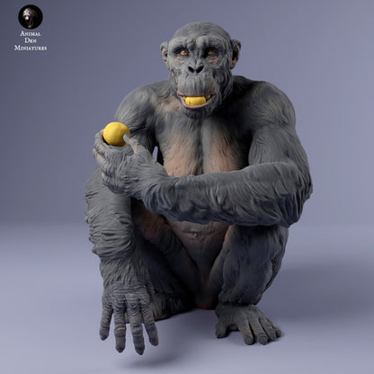 Common Chimpanzee Female Eat