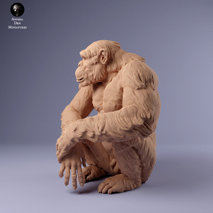 Common Chimpanzee Male Sitting