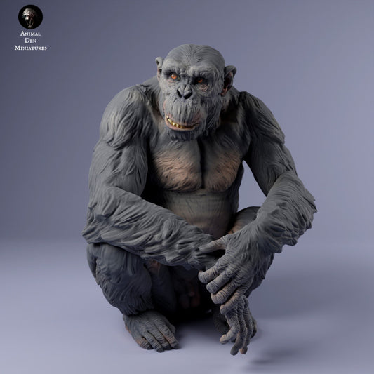 Common Chimpanzee Male Sitting