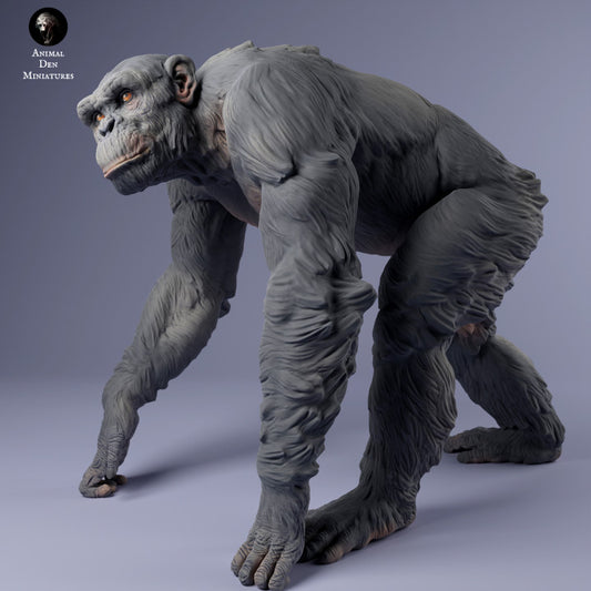 Common Chimpanzee
