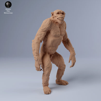 Chimpanzee Grin