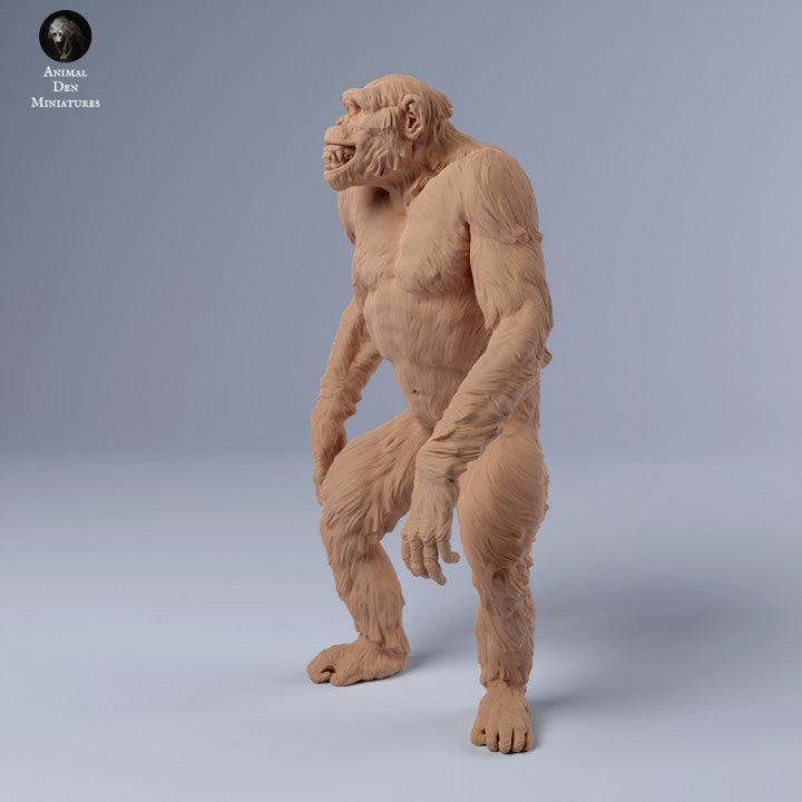 Chimpanzee Grin